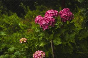 Pink hydrangea, close-up. Flowering bush. Huge hydrangea in the front garden. Flowering purple and pink hydrangea. photo