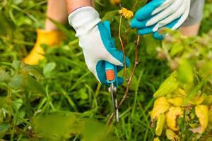 Pruning raspberry bushes. Autumn garden work. Gloved hands photo