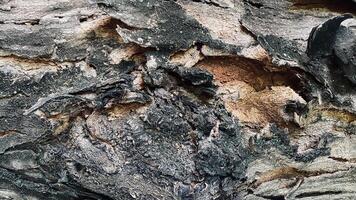 Abstract old wood cracked texture, Black wood and has a rich, warm tone, Beautiful patterns in a creative nature photo