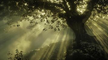 Casting Shadows of Wonder Unraveling the Best-Selling Photos