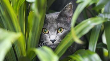A grey cat with bright eyes hiding among green plants photo