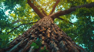 Majestic tree crown with intricate bark patterns photo