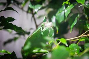 Chameleon with jungle leafs. Natural portrait, exotic animal looking to the camera photo