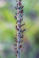 Amazing detailed macro of many aphids on the plant. photo