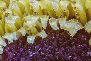 Detailed macro of dew on a petal of flower photo