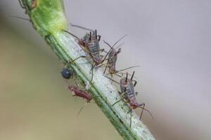 Amazing detailed macro of many aphids on the plant. photo