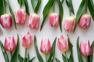 Pink Tulips Arranged In Rows On A White Background photo