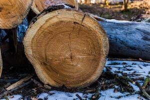 The cut piece of thick logs lying on the ground. Logging of old sick trees. Fresh cut down a tree in winter on the street. photo