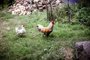 Rooster and Hen in Grass photo
