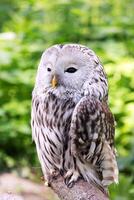 Ural owl on a log in summer forest Strix uralensis photo