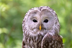 Ural owl on a log in summer forest Strix uralensis photo