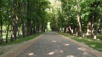 Slow motion on a pedestrian path in a park in summer video