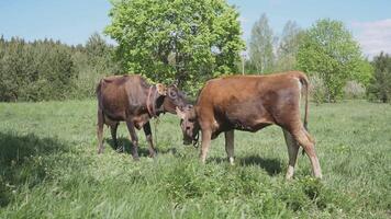 Cows in the village in the meadow in summer 4k video