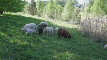 A flock of sheep is sown in a meadow in summer video