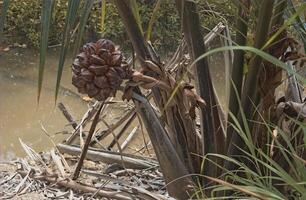 Wild nipa palms trees thrive in the swampy Malaysian coastal regions, making it a unique tourist attraction and holiday hotspot. photo