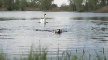 A dog swims in a lake from a swan video