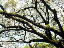Looking up view of the branch of big tree. Green spring leaves at the forest. Natural environment background photo