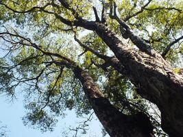 Looking up view of the branch of big tree. Green spring leaves at the forest. Natural environment background photo