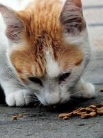 close up of an adorable fluffy and funny red cat eating a food on an outdoor area, domestic cats in nature concept. Stray cat in the city. Street feeding. photo