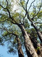 Looking up view of the branch of big tree. Green spring leaves at the forest. Natural environment background photo