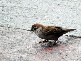 Close up portrait of a house sparrow or passerine domesticus looking for food on the sidewalk. Common house sparrows usually fly freely in the city crowd photo