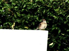 House sparrow or Passer domesticus perched on white surface with blurry lush green plant as a background. Bird watching outdoor wildlife. photo