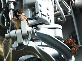 House sparrow or Passer domesticus perched on metal construction background. Bird watching outdoor wildlife. photo