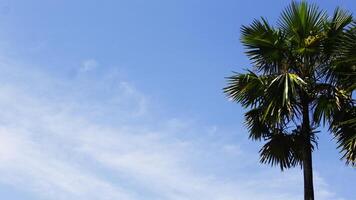 tropical palm tree isolated on a clear blue sky background with copy space for text. The palm tree is on the side right of the photo
