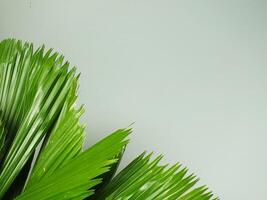 Tropical palm leaves isolated on a grey background with copy space for text designs. photo
