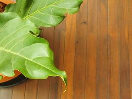 green leaf plant on a wooden floor background with copy space for text. Natural concept idea photo