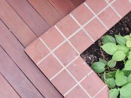 green leaf plant on a wooden floor background with copy space for text. Natural concept idea photo