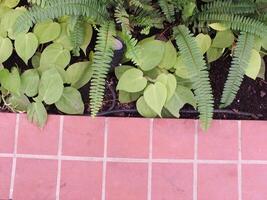 green leaf plant on a wooden floor background with copy space for text. Natural concept idea photo