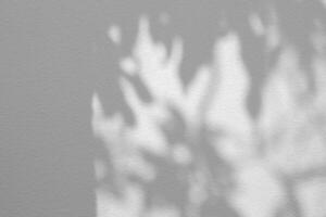 Leaves and Tree Shadow on White Concrete Wall Background with Space for Text photo