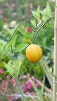 fresh lemons from a lemon tree in a yellow pot in a tranquil garden video