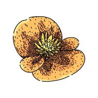 tuberhybrida begonia sketch hand drawn vector