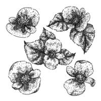 begonia set sketch hand drawn vector