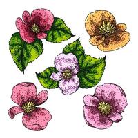 begonia set sketch hand drawn vector