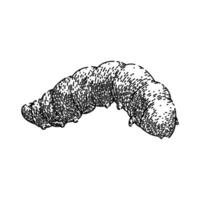 bug caterpillar sketch hand drawn vector