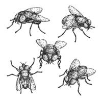 fly set sketch hand drawn vector