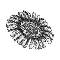 pink gerbera daisy sketch hand drawn vector