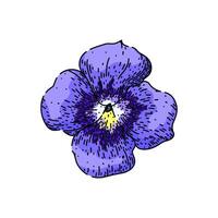 purple violet sketch hand drawn vector