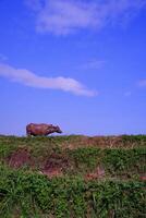 A buffalo on the edge of a rice field with a view of a clear blue sky. Background of beautiful and exotic animals in the wild. Graphic Resources. Animal Photography. Animal Close-up. Agricultural photo
