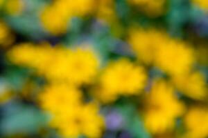 Blurred and defocused photo of a bunch of yellow flowers in the garden. Abstract Background of natural scenery in amusement park. Graphic Resources. Background Photography. Blurred Background