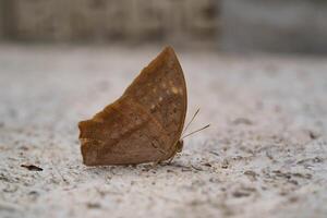Common Duffer Butterfly or Dischopora sondaica resting on a cement floor. Macro shot of beautiful and exotic animals in the wild. Graphic Resources. Macro Photography. Animal Close-up. photo