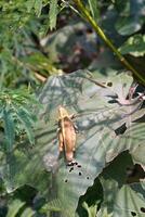 Nature Photography of Giant leafhopper or Phyllium fulchrifolium perched on a teak leaf. Macro shot of beautiful and exotic animals in the wild. Graphic Resources. Macro Photography. Animal Close-up. photo