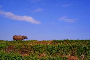 A buffalo on the edge of a rice field with a view of a clear blue sky. Background of beautiful and exotic animals in the wild. Graphic Resources. Animal Photography. Animal Close-up. Agricultural photo