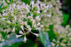 Close up shot of tiny white Mikania micrantha kunth Flower. Macro shot of beautiful flowers in the garden. Textured Details. Background Photography. Flower Close-up. Nature photography concept photo