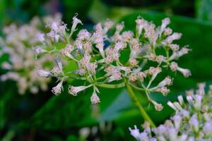 Close up shot of tiny white Mikania micrantha kunth Flower. Macro shot of beautiful flowers in the garden. Textured Details. Background Photography. Flower Close-up. Nature photography concept photo