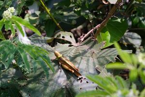 Nature Photography of Giant leafhopper or Phyllium fulchrifolium perched on a teak leaf. Macro shot of beautiful and exotic animals in the wild. Graphic Resources. Macro Photography. Animal Close-up. photo