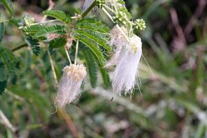 Macrophotoraphy of fresh and beauty of white Calliandra Surinamensis flowers. Textured Details of beautiful and exotic Plants in the wild. Graphic Resources. Botanical Photography. Plants Close-up. photo